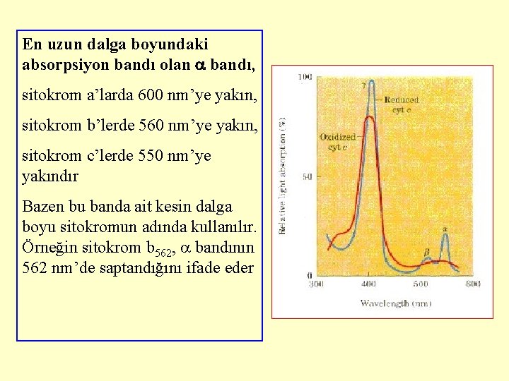 En uzun dalga boyundaki absorpsiyon bandı olan bandı, sitokrom a’larda 600 nm’ye yakın, sitokrom