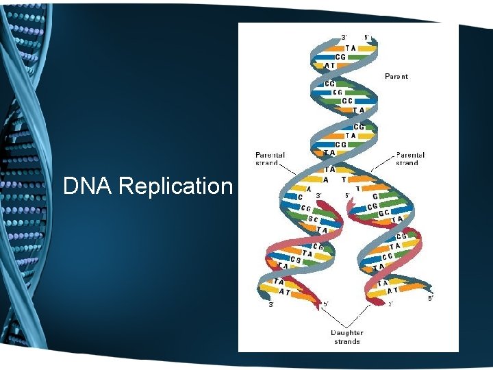 DNA Replication 