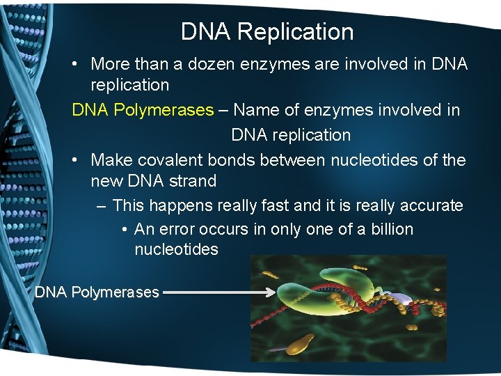 DNA Replication • More than a dozen enzymes are involved in DNA replication DNA