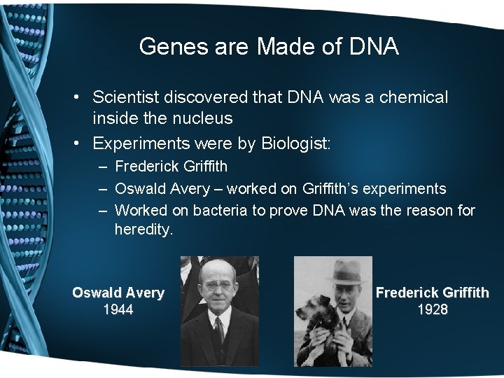 Genes are Made of DNA • Scientist discovered that DNA was a chemical inside