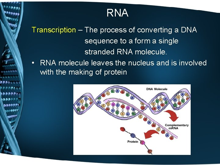 RNA Transcription – The process of converting a DNA sequence to a form a