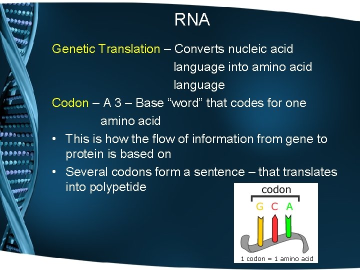 RNA Genetic Translation – Converts nucleic acid language into amino acid language Codon –