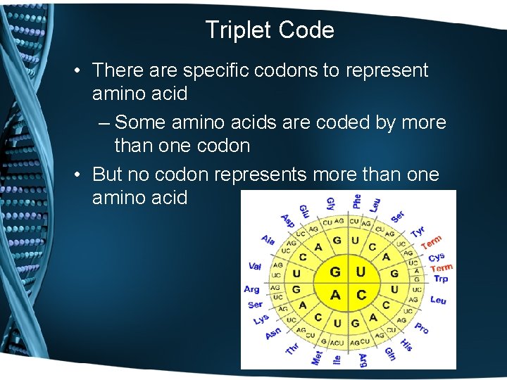 Triplet Code • There are specific codons to represent amino acid – Some amino