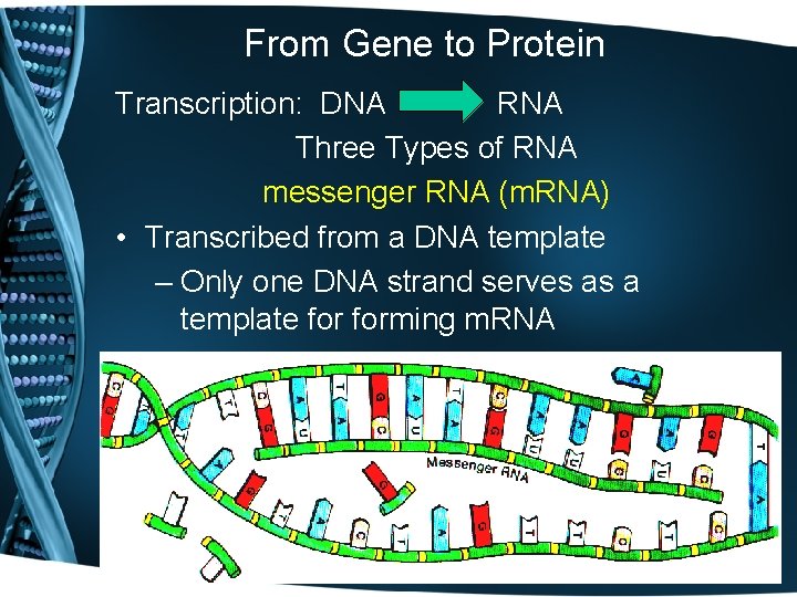 From Gene to Protein Transcription: DNA RNA Three Types of RNA messenger RNA (m.