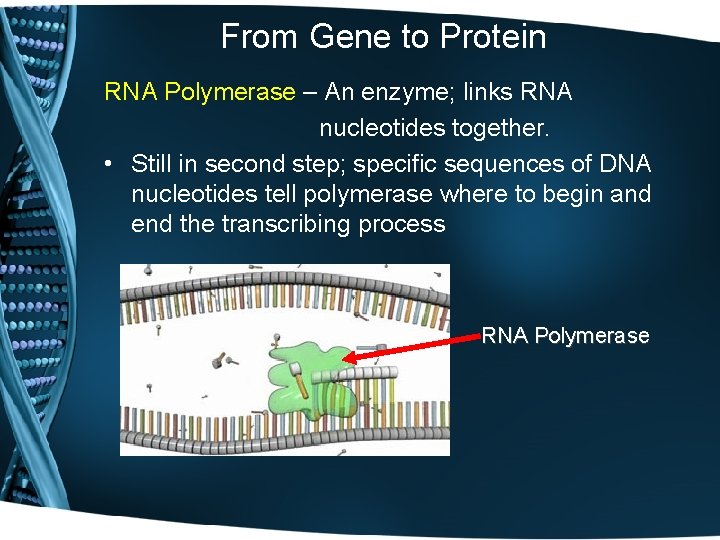 From Gene to Protein RNA Polymerase – An enzyme; links RNA nucleotides together. •
