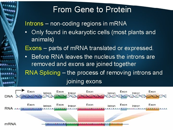 From Gene to Protein Introns – non-coding regions in m. RNA • Only found