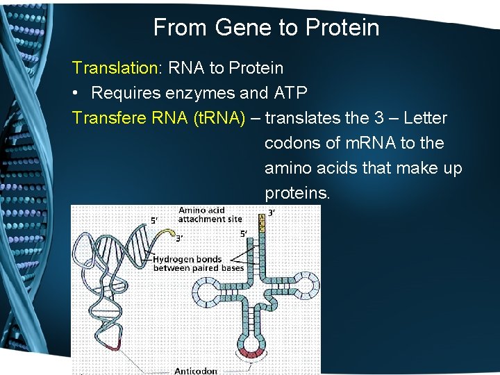 From Gene to Protein Translation: RNA to Protein • Requires enzymes and ATP Transfere