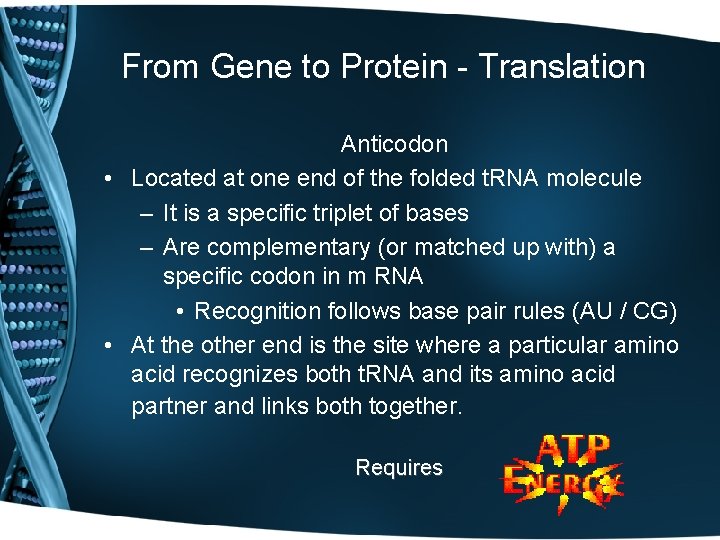 From Gene to Protein - Translation Anticodon • Located at one end of the