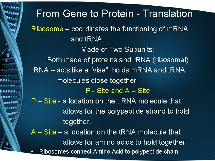 From Gene to Protein - Translation Ribosome – coordinates the functioning of m. RNA