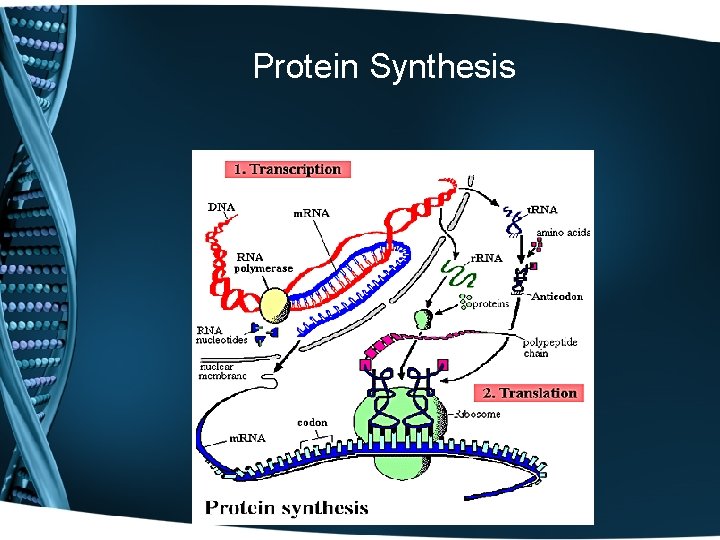 Protein Synthesis 