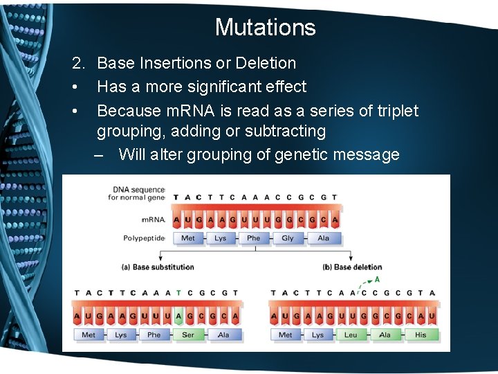 Mutations 2. Base Insertions or Deletion • Has a more significant effect • Because