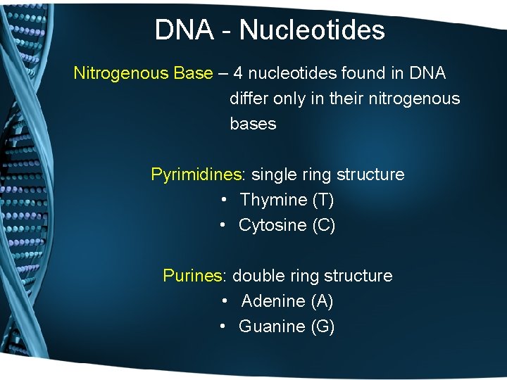 DNA - Nucleotides Nitrogenous Base – 4 nucleotides found in DNA differ only in