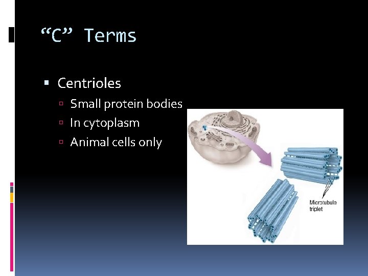 “C” Terms Centrioles Small protein bodies In cytoplasm Animal cells only 