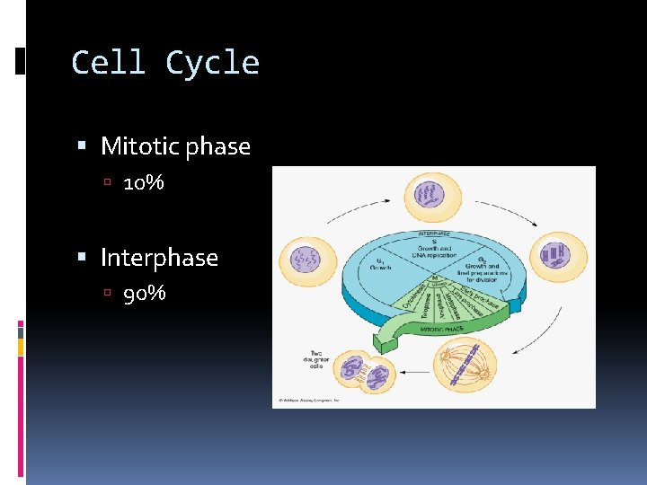 Cell Cycle Mitotic phase 10% Interphase 90% 