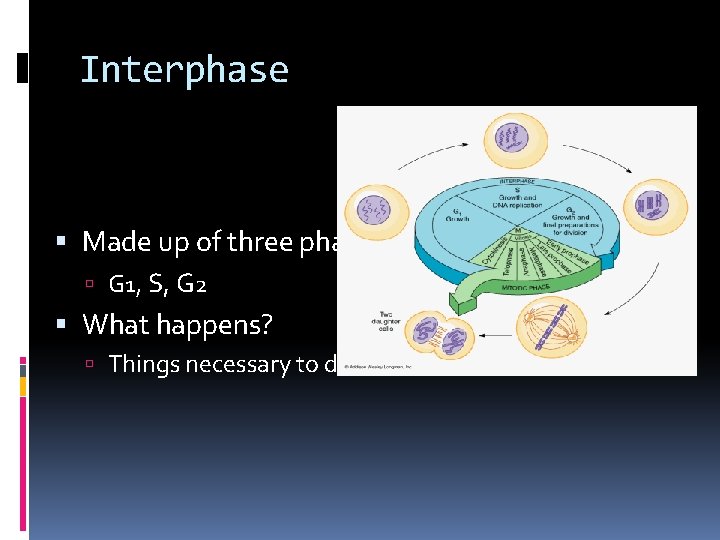 Interphase Made up of three phases: G 1, S, G 2 What happens? Things