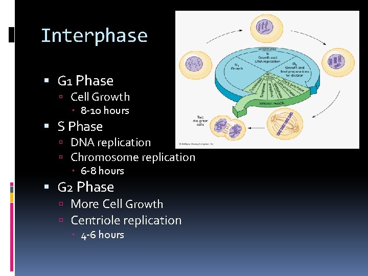 Interphase G 1 Phase Cell Growth 8 -10 hours S Phase DNA replication Chromosome