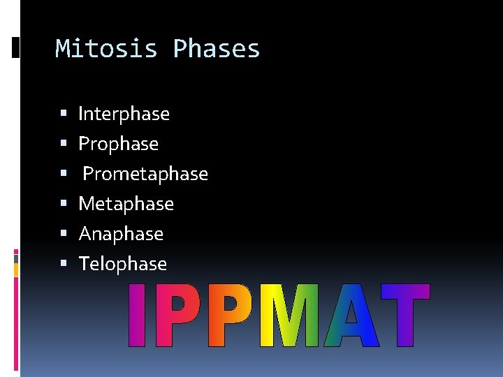 Mitosis Phases Interphase Prometaphase Metaphase Anaphase Telophase 