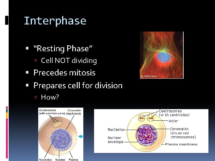 Interphase “Resting Phase” Cell NOT dividing Precedes mitosis Prepares cell for division How? 