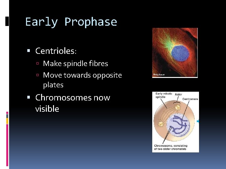 Early Prophase Centrioles: Make spindle fibres Move towards opposite plates Chromosomes now visible 