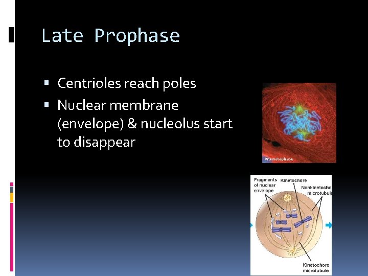 Late Prophase Centrioles reach poles Nuclear membrane (envelope) & nucleolus start to disappear 
