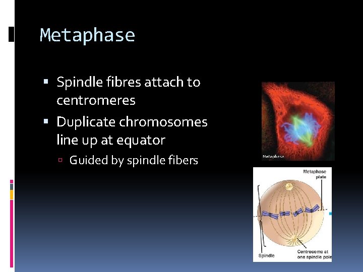 Metaphase Spindle fibres attach to centromeres Duplicate chromosomes line up at equator Guided by