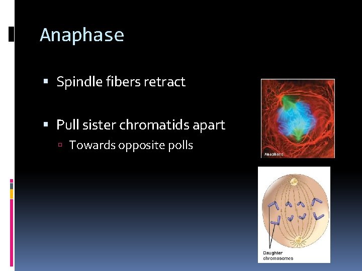 Anaphase Spindle fibers retract Pull sister chromatids apart Towards opposite polls 