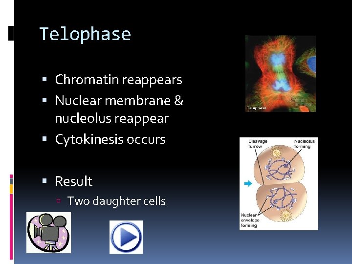 Telophase Chromatin reappears Nuclear membrane & nucleolus reappear Cytokinesis occurs Result Two daughter cells