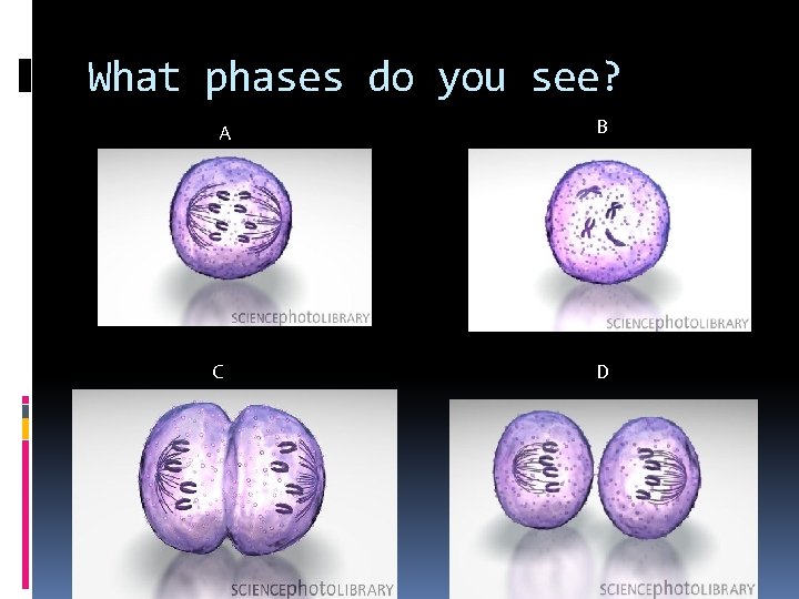 What phases do you see? A C B D 