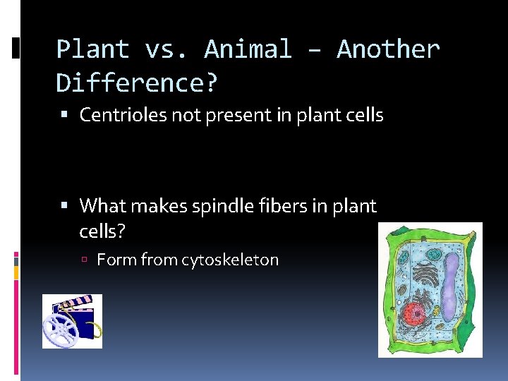 Plant vs. Animal – Another Difference? Centrioles not present in plant cells What makes