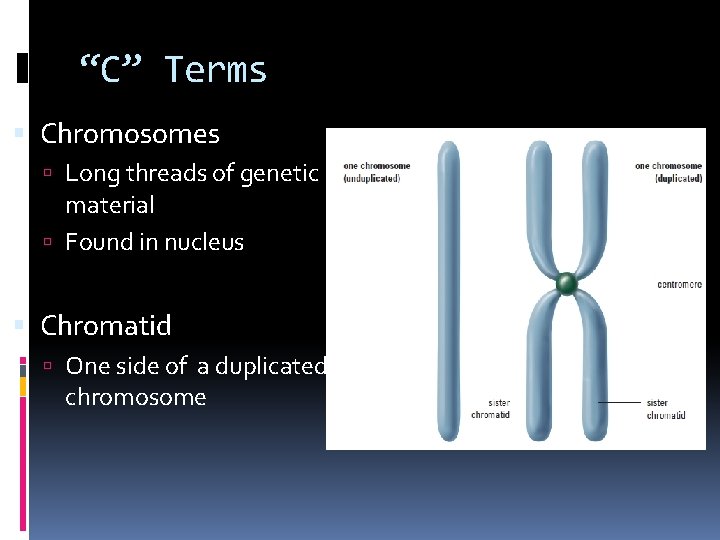 “C” Terms Chromosomes Long threads of genetic material Found in nucleus Chromatid One side