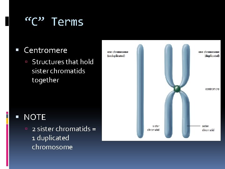 “C” Terms Centromere Structures that hold sister chromatids together NOTE 2 sister chromatids =