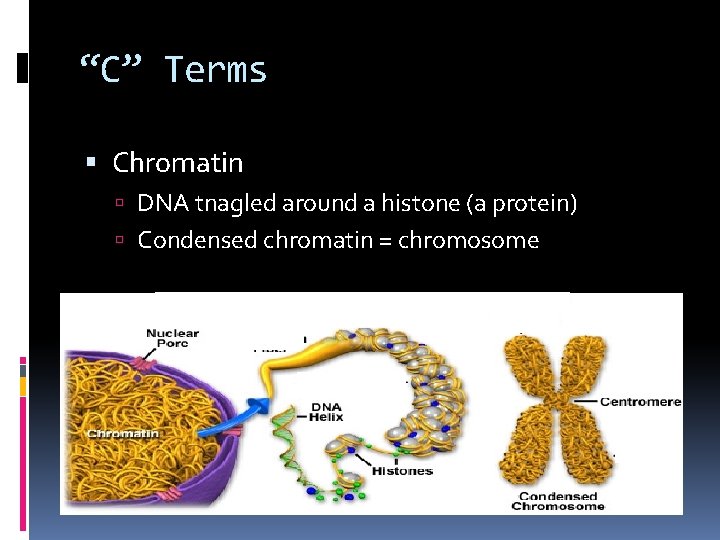 “C” Terms Chromatin DNA tnagled around a histone (a protein) Condensed chromatin = chromosome