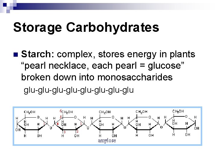 Storage Carbohydrates n Starch: complex, stores energy in plants “pearl necklace, each pearl =