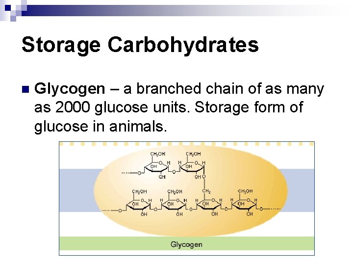 Storage Carbohydrates n Glycogen – a branched chain of as many as 2000 glucose