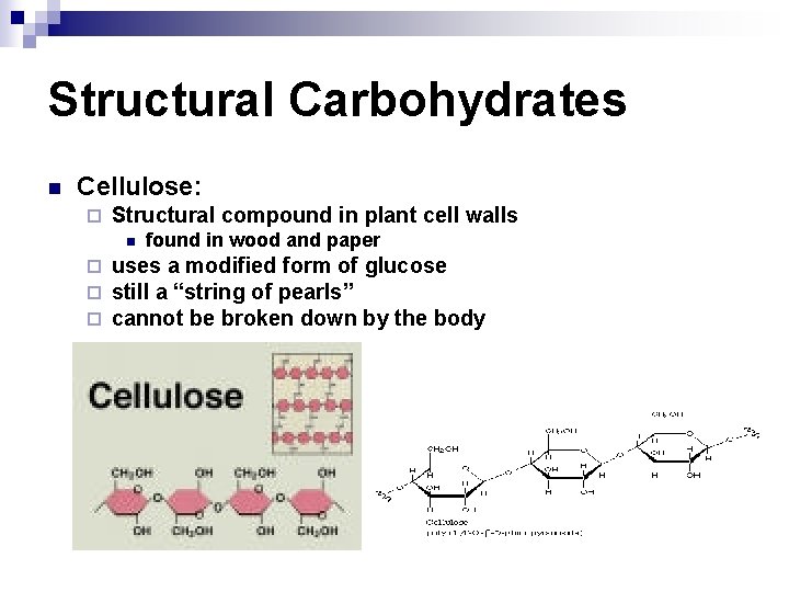 Structural Carbohydrates n Cellulose: ¨ Structural compound in plant cell walls n ¨ ¨