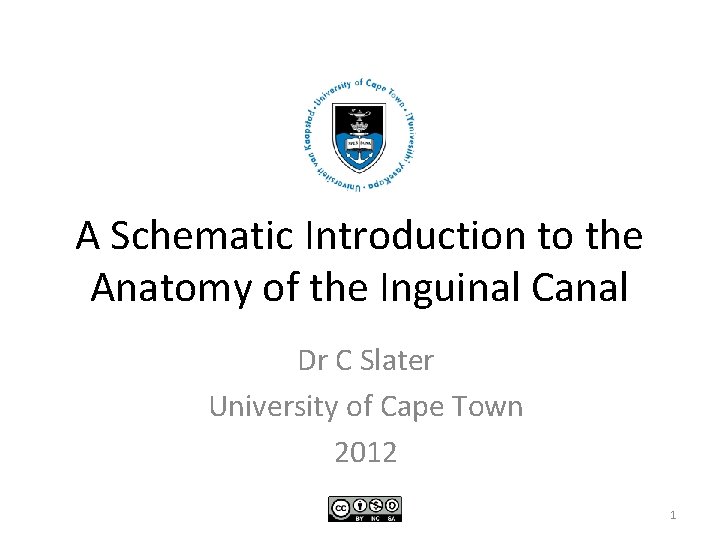 A Schematic Introduction to the Anatomy of the Inguinal Canal Dr C Slater University