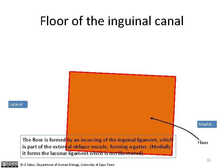 Floor of the inguinal canal Lateral Medial The floor is formed by an incurving