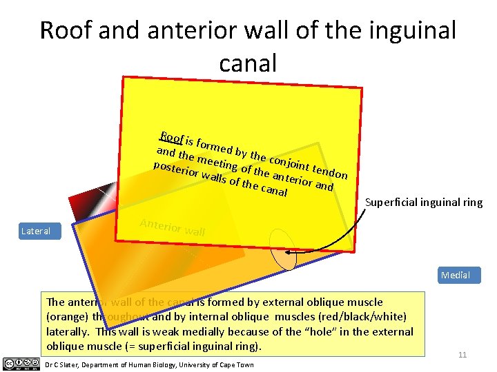 Roof and anterior wall of the inguinal canal Roof i sf and th ormed