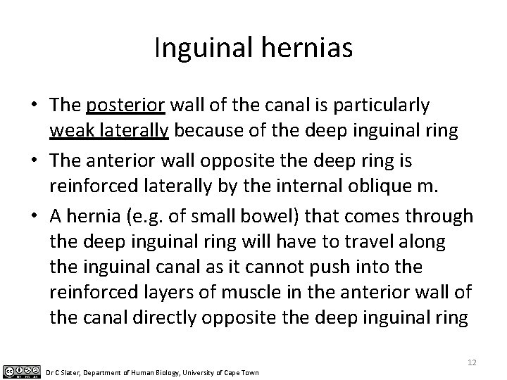 Inguinal hernias • The posterior wall of the canal is particularly weak laterally because