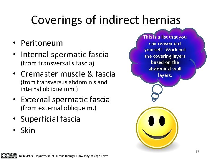 Coverings of indirect hernias • Peritoneum • Internal spermatic fascia (from transversalis fascia) •