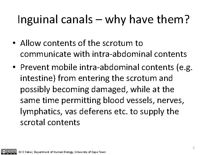 Inguinal canals – why have them? • Allow contents of the scrotum to communicate