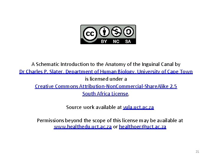 A Schematic Introduction to the Anatomy of the Inguinal Canal by Dr Charles P.