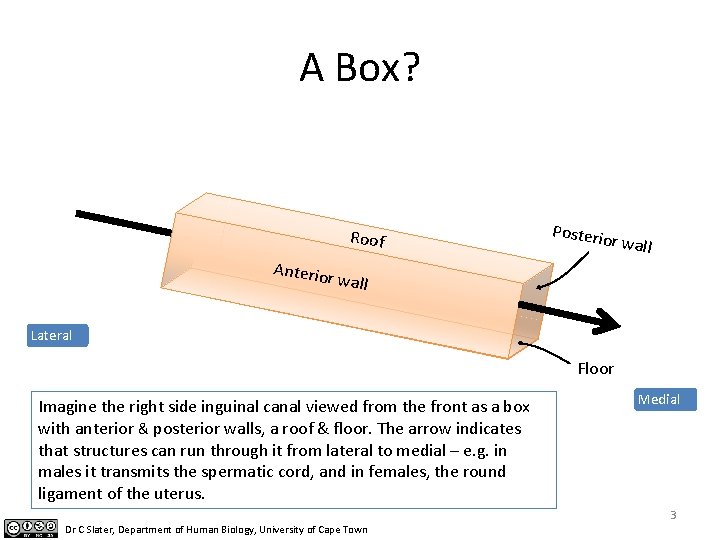 A Box? Roof Posterio r Anterio wall r wall Lateral Floor Imagine the right