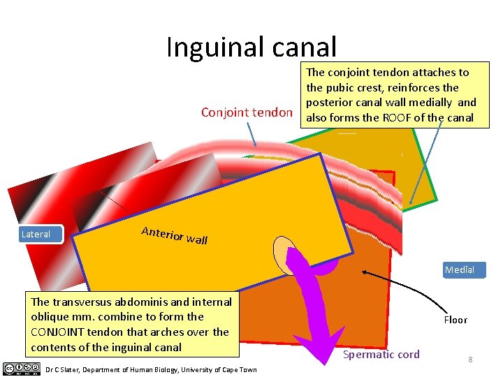 Inguinal canal Conjoint tendon Lateral The conjoint tendon attaches to the pubic crest, reinforces