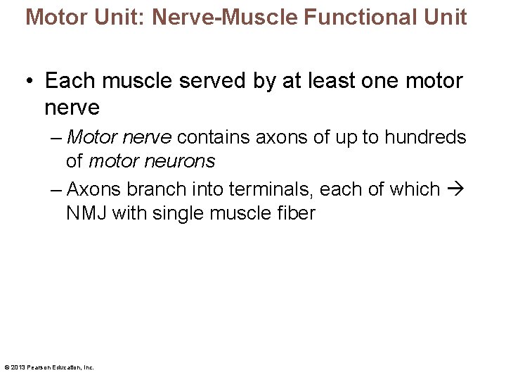 Motor Unit: Nerve-Muscle Functional Unit • Each muscle served by at least one motor