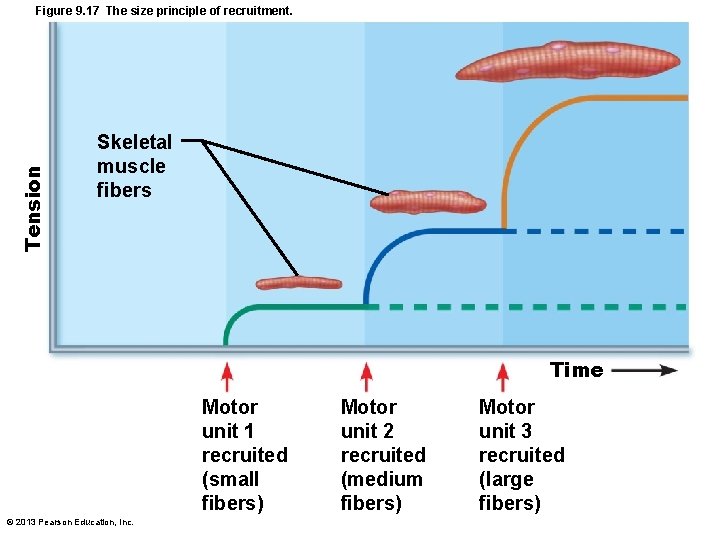 Tension Figure 9. 17 The size principle of recruitment. Skeletal muscle fibers Time Motor