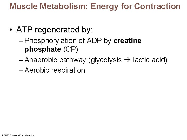 Muscle Metabolism: Energy for Contraction • ATP regenerated by: – Phosphorylation of ADP by