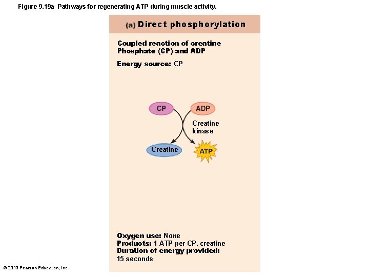 Figure 9. 19 a Pathways for regenerating ATP during muscle activity. Direct phosphorylation Coupled