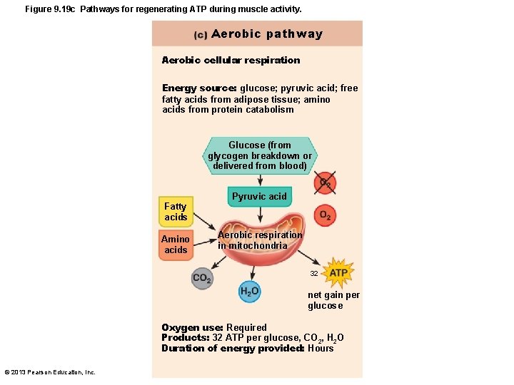 Figure 9. 19 c Pathways for regenerating ATP during muscle activity. Aerobic pathway Aerobic