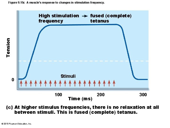 Figure 9. 15 c A muscle's response to changes in stimulation frequency. fused (complete)